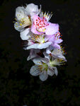 桃花开