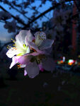 桃花开
