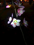 桃花开