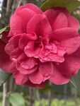 茶花