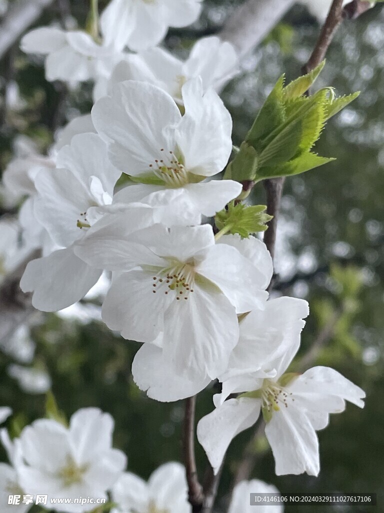 梨花