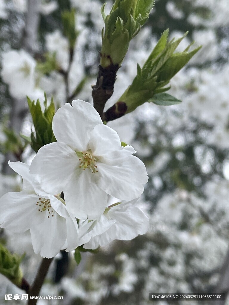 梨花