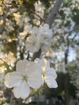 梨花