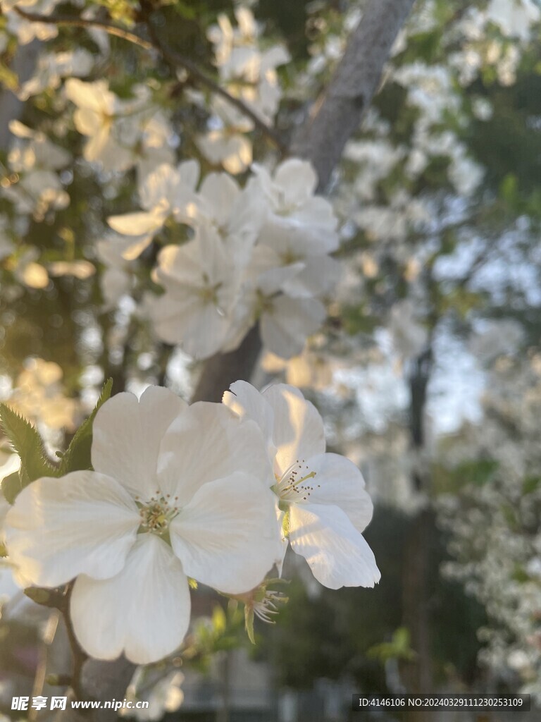 梨花