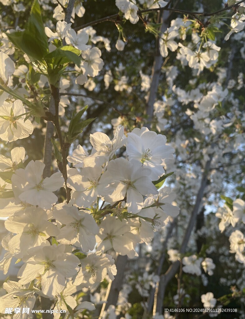 梨花