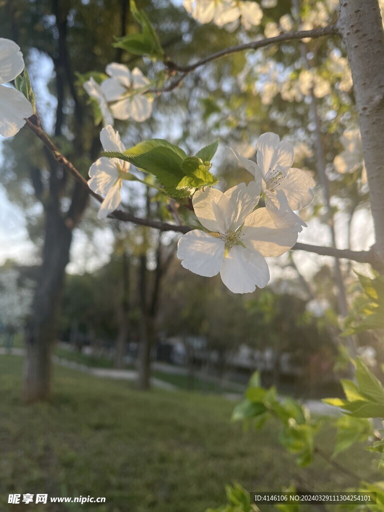 梨花