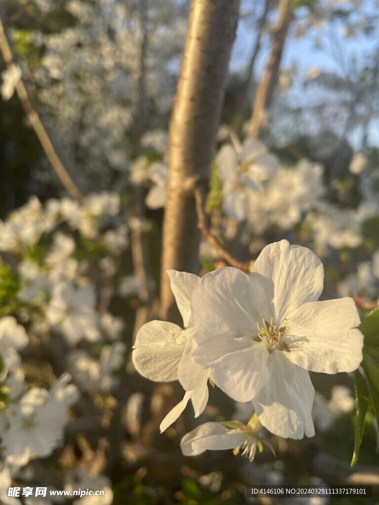 梨花