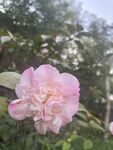 茶花