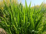 野草