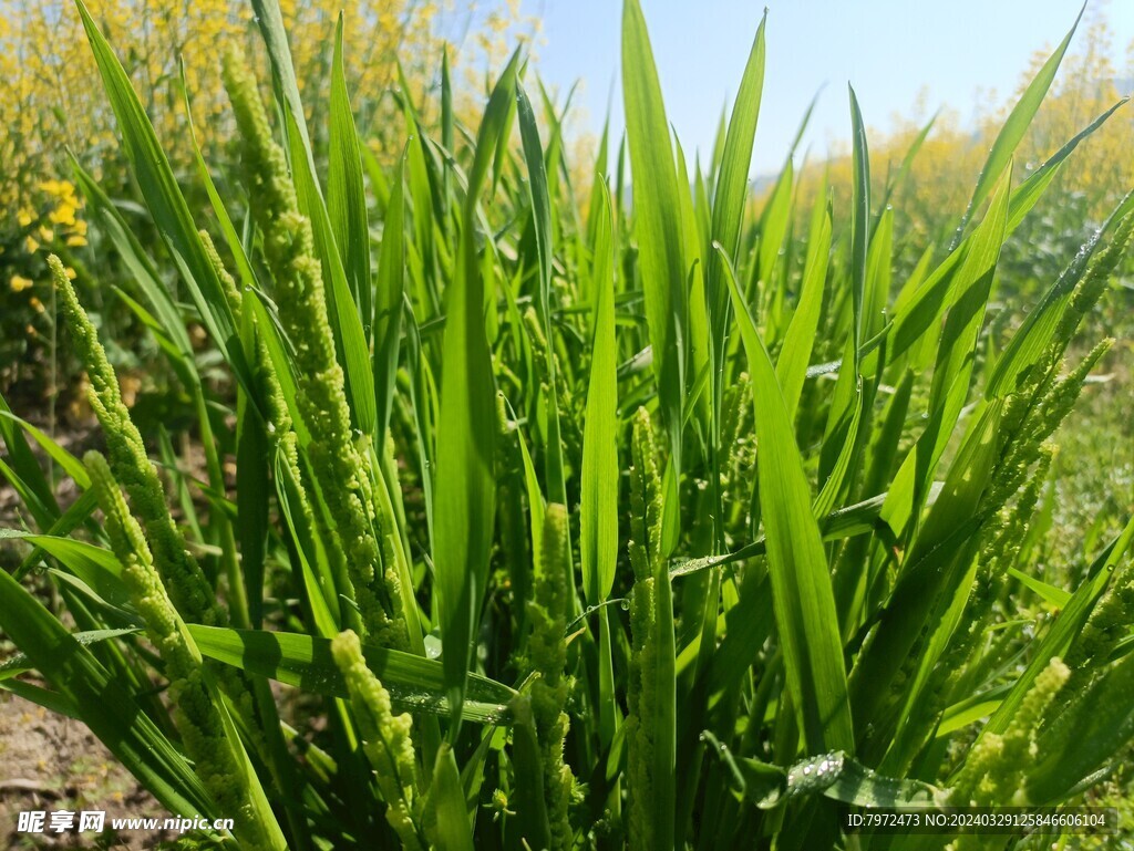 野草