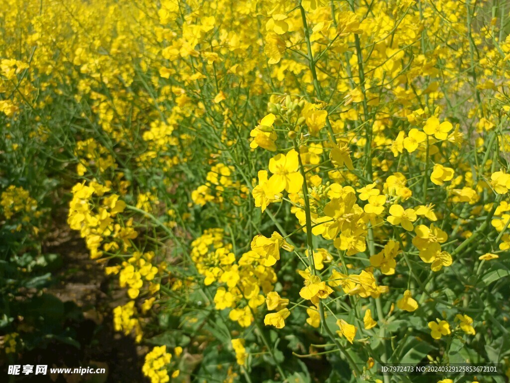 油菜花