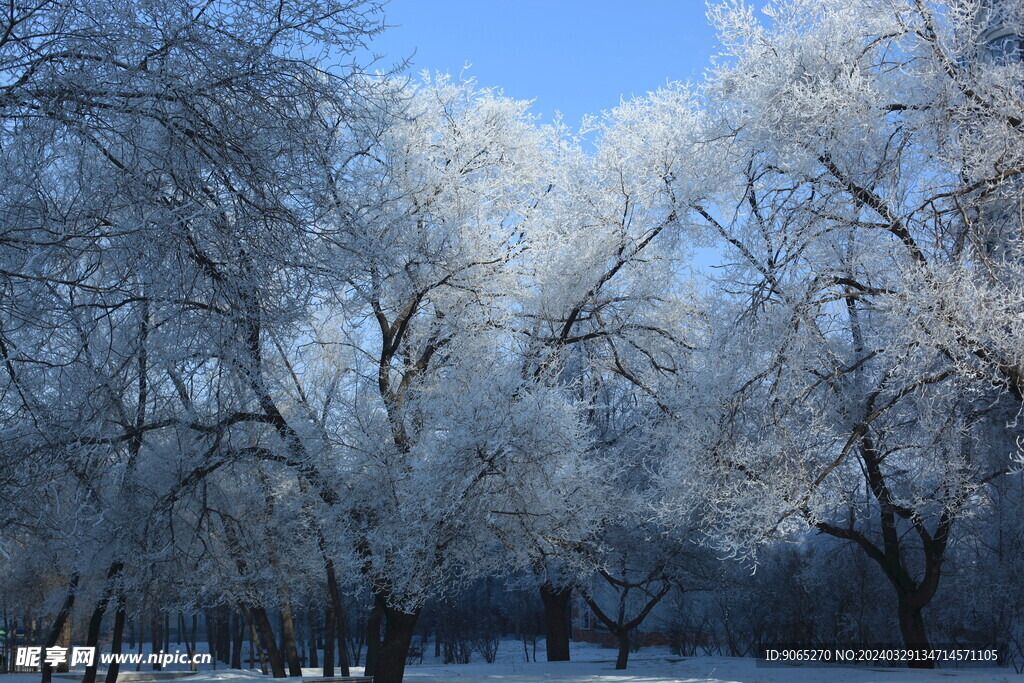 风景 冬天 雪