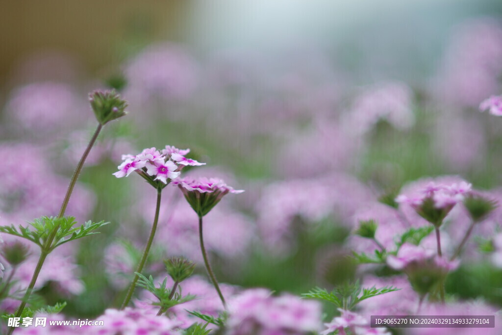 花朵 草地 红色花朵 花朵背景