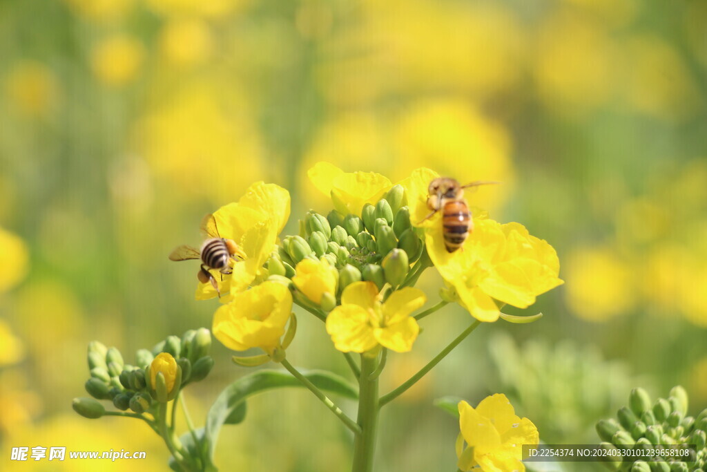 油菜花