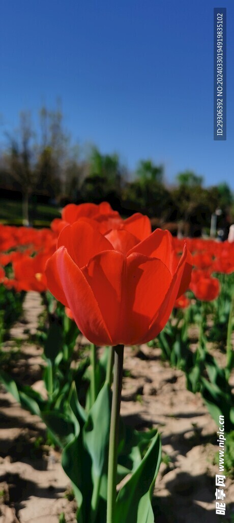 花  