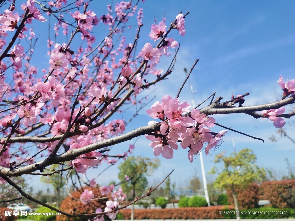 桃花