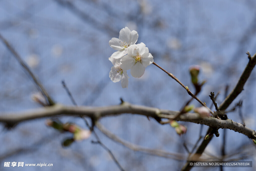 樱花