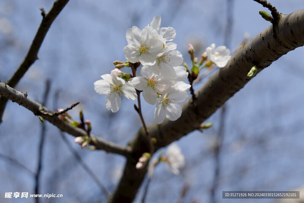 樱花