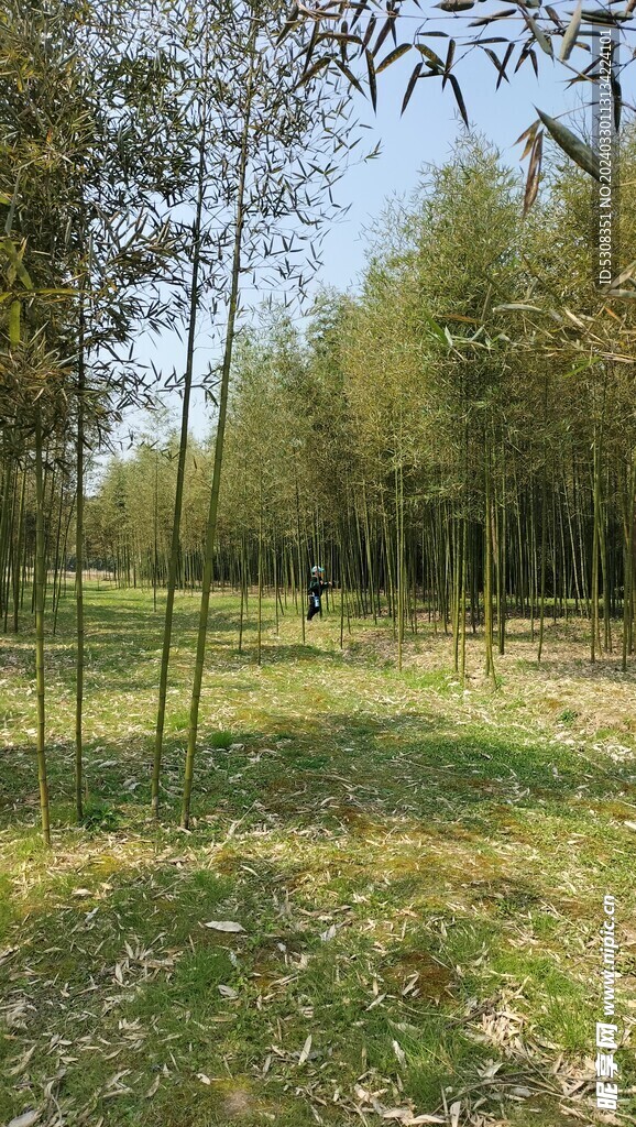 竹林