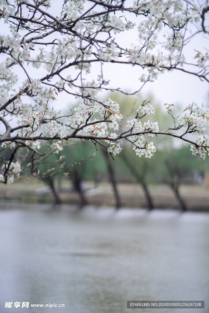 春天的梨花