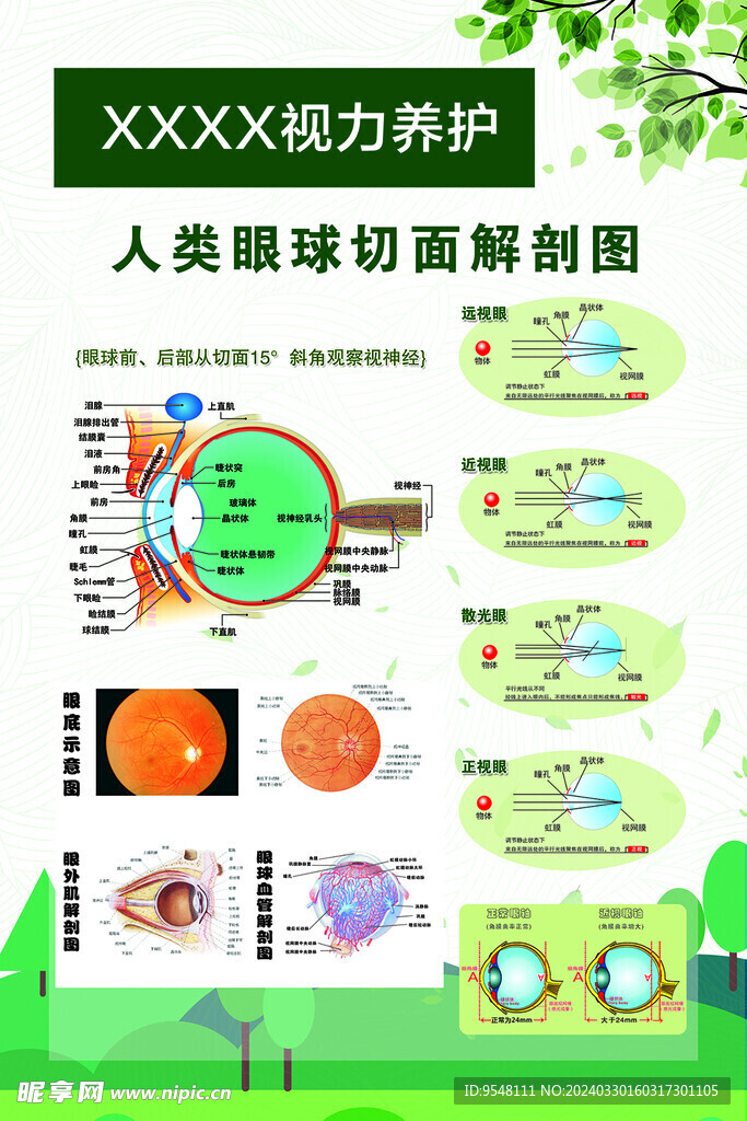 视力养护 人类眼球切面解剖图