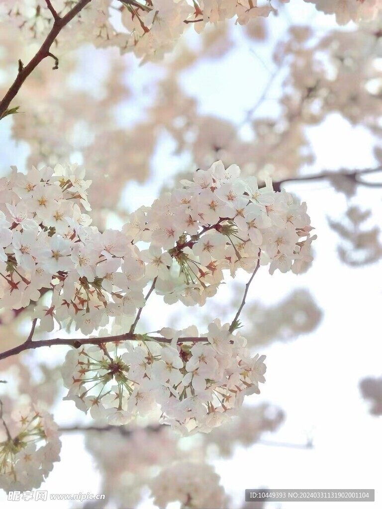樱花