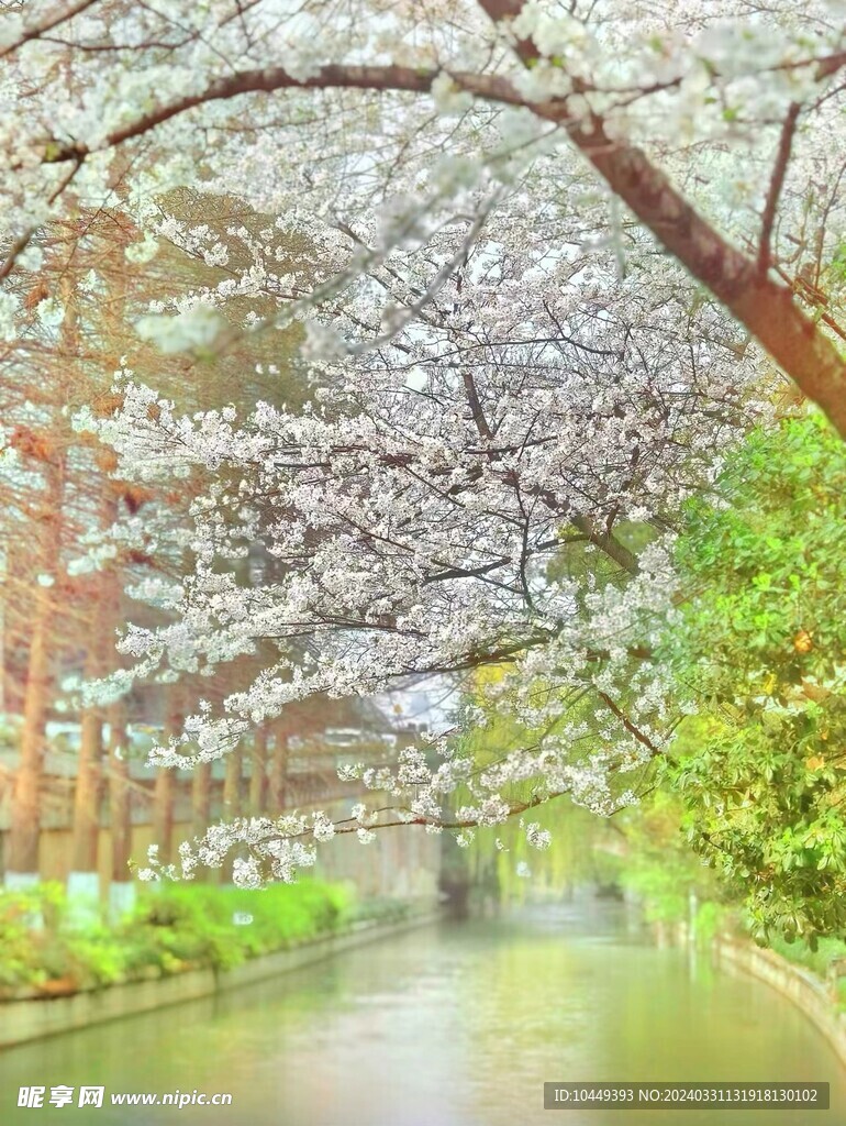 樱花树