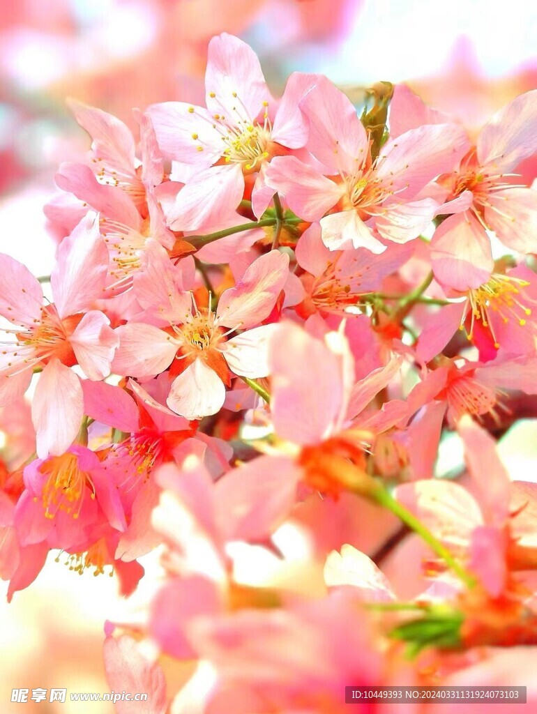 粉樱花