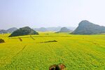 金鸡峰枞油菜花