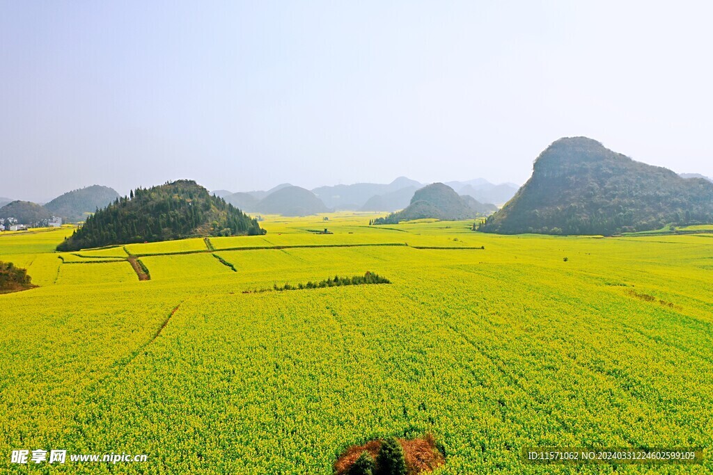 金鸡峰枞油菜花