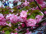 樱花摄影