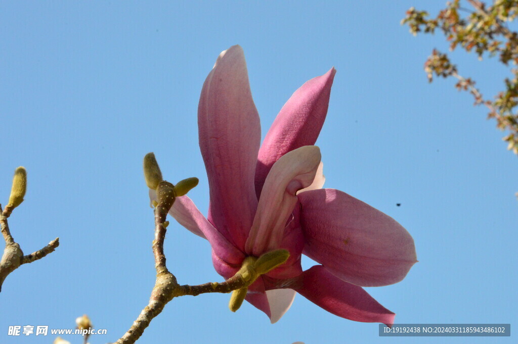 玉兰花