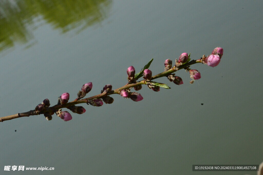 桃花  