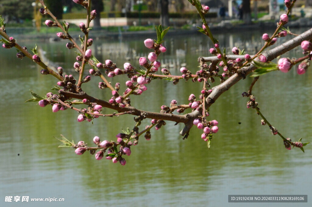 桃花  