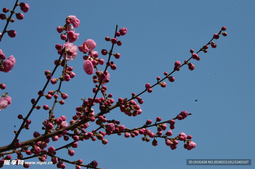榆叶梅