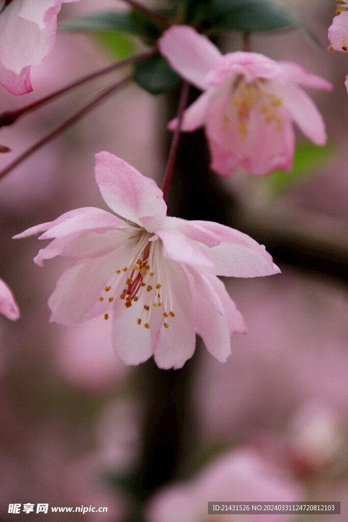 樱花