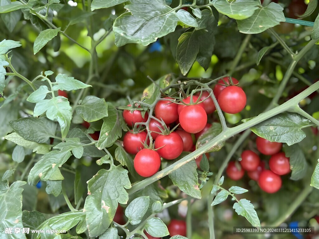 西红柿栽培