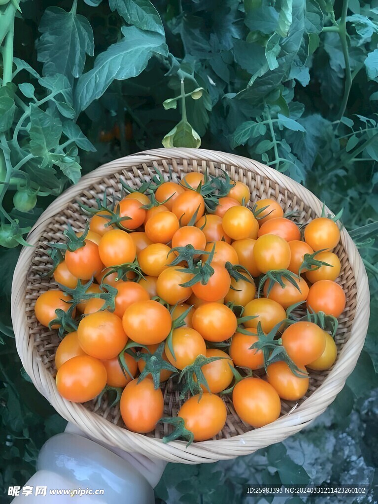 番茄