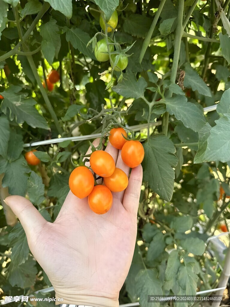 番茄