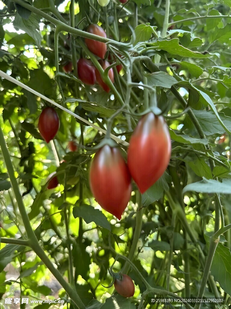 西红柿栽培