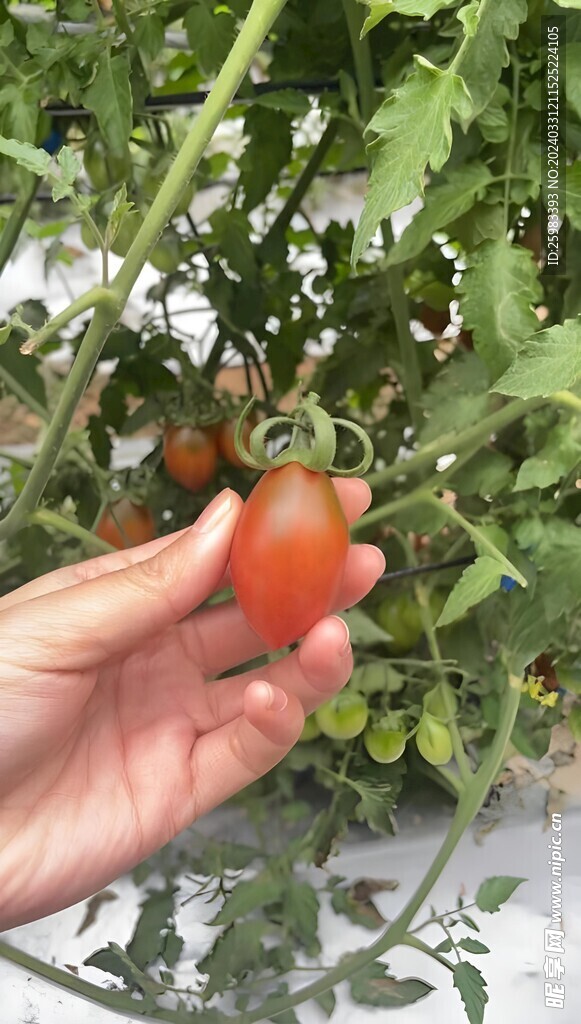 西红柿栽培