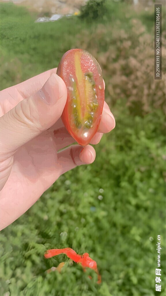 番茄