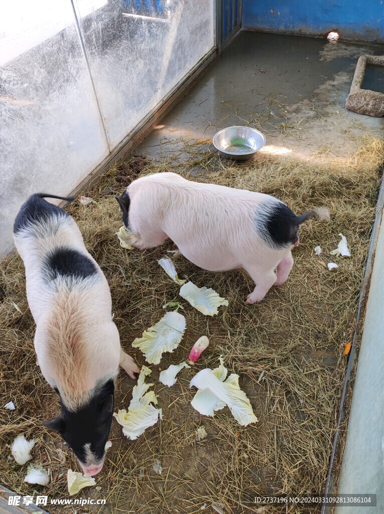 小香猪