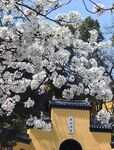 鸡鸣寺