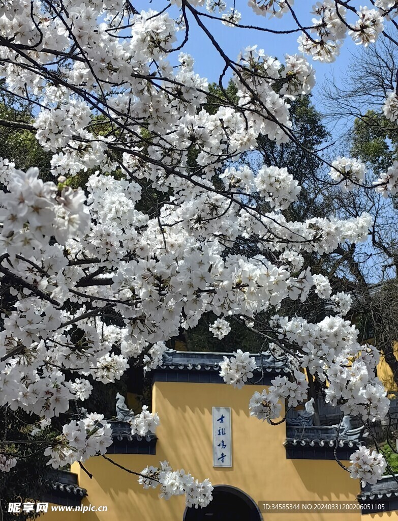 樱花 