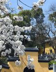 鸡鸣寺