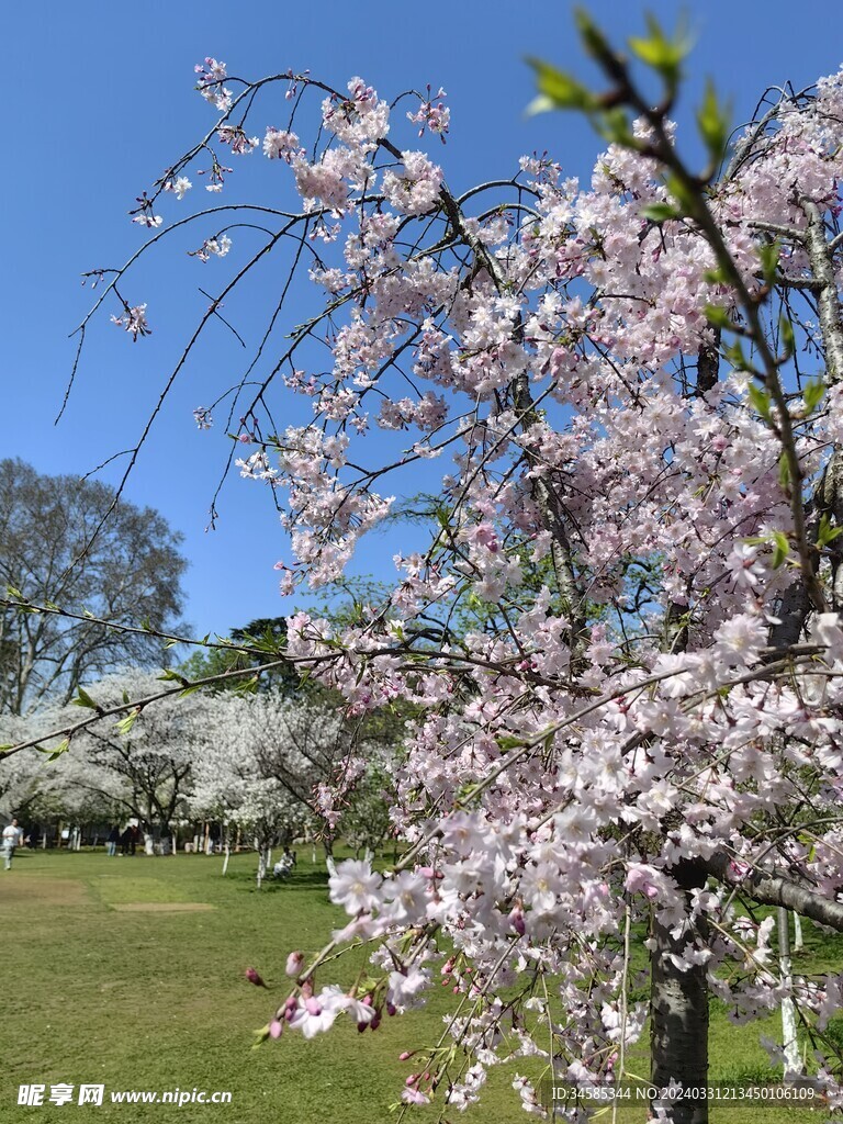 樱花  