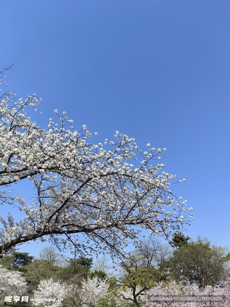 樱花