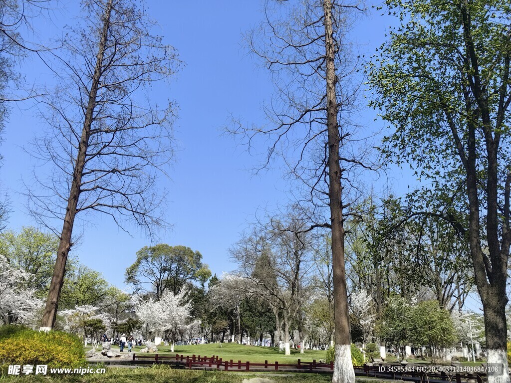 树 