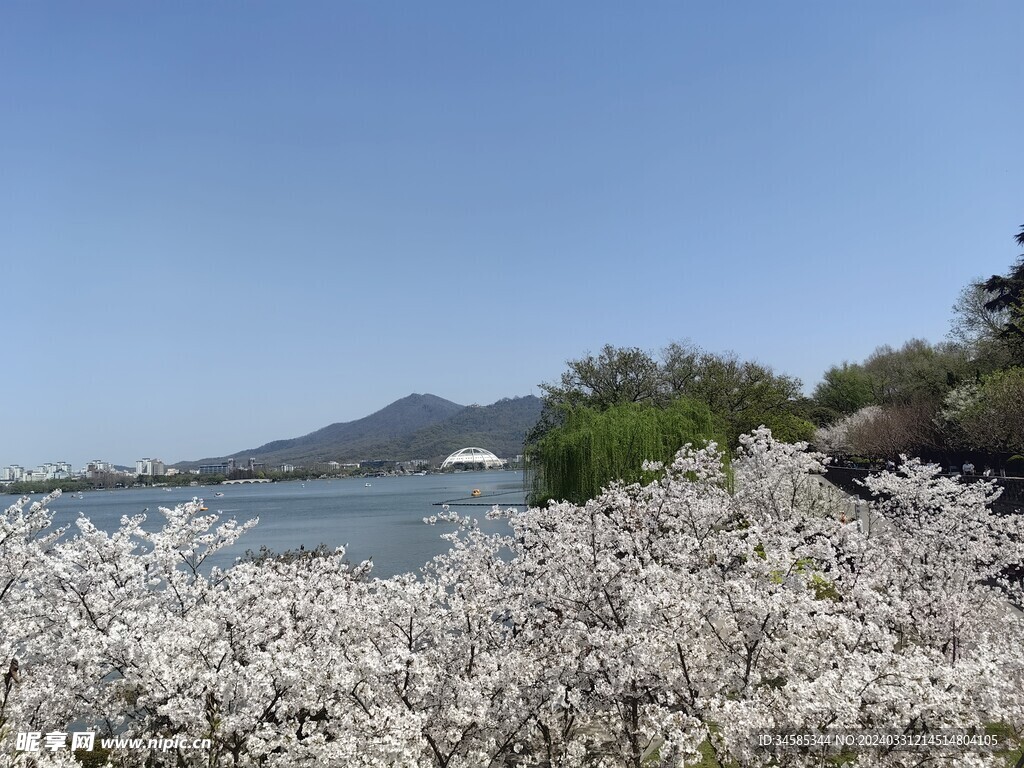 樱花